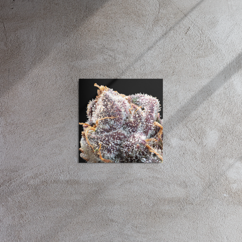 Purple Flower Metal Prints (12in. X 12in.)